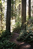 Redwood Retreat  primärbild