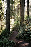 Redwood Retreat