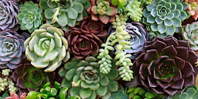 Image principale de Succulent Garden Workshop