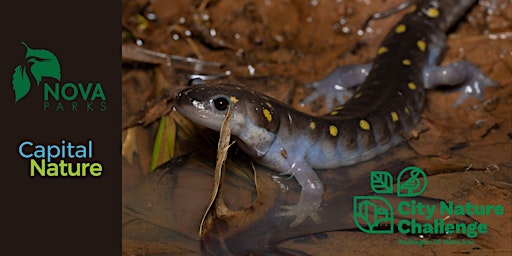 Imagem principal de City Nature Challenge: Nocturnal Naturalists at Bull Run Regional Park