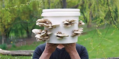 DIY Mushroom Buckets primary image