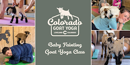 Baby Fainting Goat Yoga  primärbild