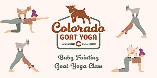 Imagem principal do evento Baby Fainting Goat Yoga