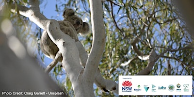 Primaire afbeelding van Among the Gum Trees - A Closer Look at Koalas