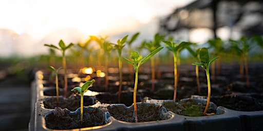 Primaire afbeelding van Propagating Seeds workshop