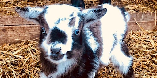 Imagem principal do evento Baby Goat Social