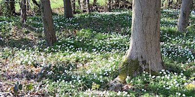 Woodland Flora at Piercefield