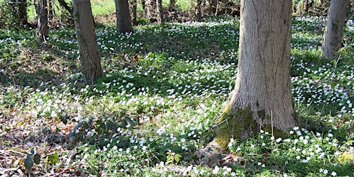 Image principale de Woodland Flora at Piercefield