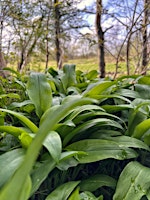 Imagem principal do evento Foraging for Beginners & Wild Food Feast