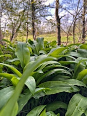 Foraging for Beginners & Wild Food Feast