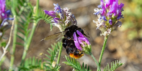 Bumblebee Field ID Workshop - Leyton Jubilee Park