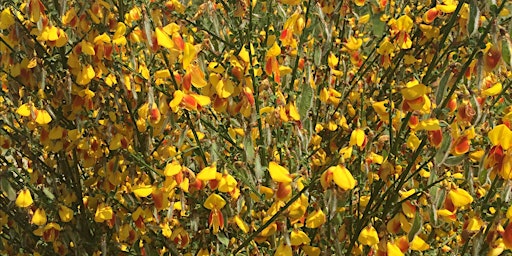 Primaire afbeelding van Spring Foraging Walk