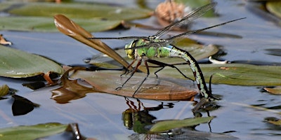 Image principale de Dashing Dragonflies Family Workshop