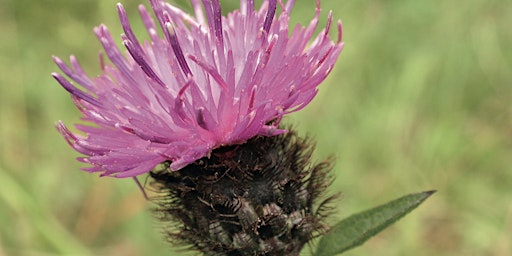 Wildflower Identification primary image
