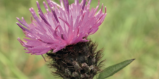 Wildflower Identification