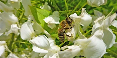 Imagem principal do evento Pollinator Walk with Andrea Ku and Glen Stoker