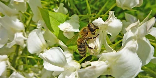 Imagem principal do evento Pollinator Walk with Andrea Ku and Glen Stoker