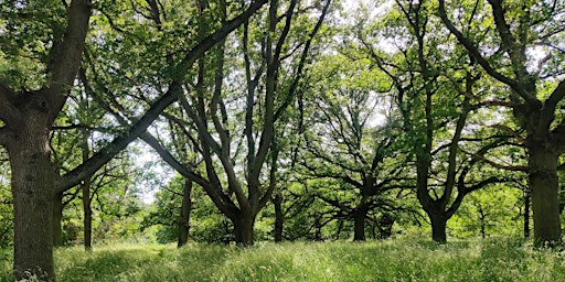 Guided Walk: A Celebration of Epping Forest - Part of Urban Tree Festival primary image