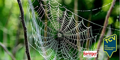 Spider ID  Workshop (Beginner to Intermediate) - Railway Fields