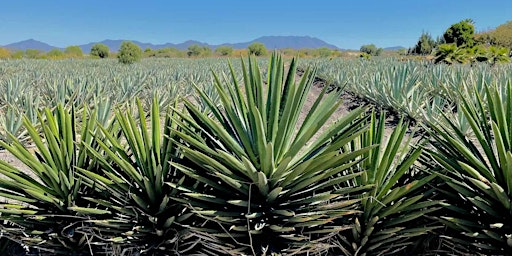 Hauptbild für Wicked Wednesdays: Mezcal Masterclass with Ojo de Dios