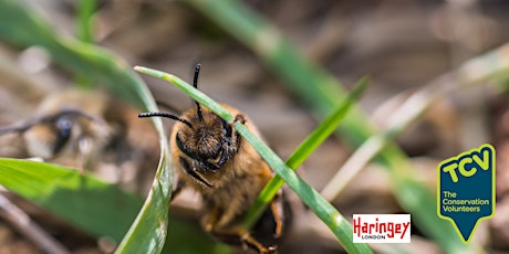 Solitary Bee ID  Workshop (Beginner to Intermediate) - Railway Fields