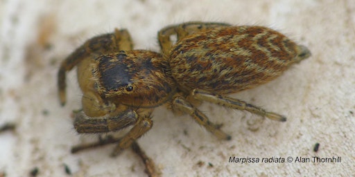 Hauptbild für Spider Identification & Surveying