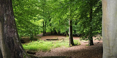 Imagem principal do evento Local Volunteers Event: A Springtime Walk Through Ancient Woodlands