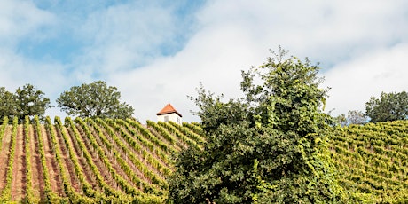 Elbe Valley Wine and Vineyards Hike