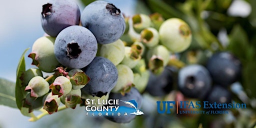 Primaire afbeelding van Growing Blueberries in Florida