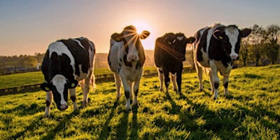 Gweithdy Tecnobori  / Technograzing Workshop primary image