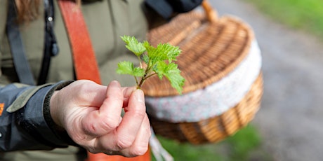 Foraging Walk with Wild Pickle