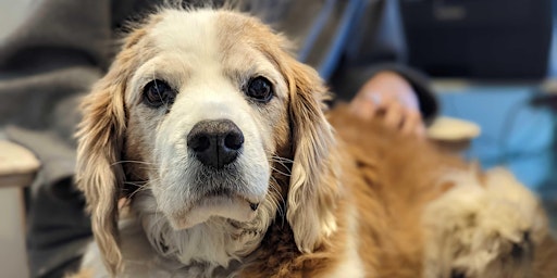 Old Dogs, New Tricks: Senior Dog Wellness Workshop primary image