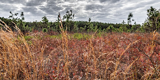 Longleaf Pine Seedling Planting