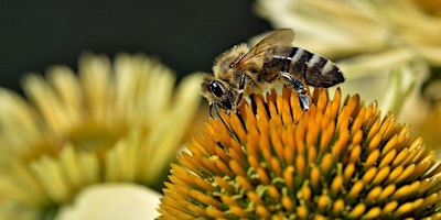 What a Wonderful World: The Importance of Insects in the Garden primary image