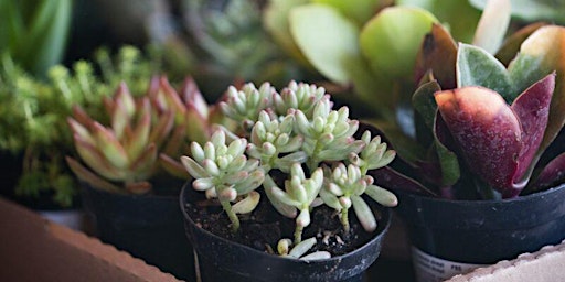 Succulent Workshop primary image