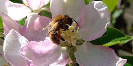 Dementia Friendly Garden Social - May