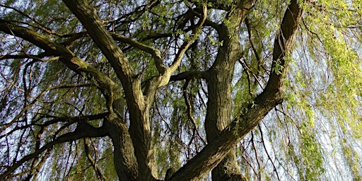 Strong Roots, Flexible Limbs: primary image