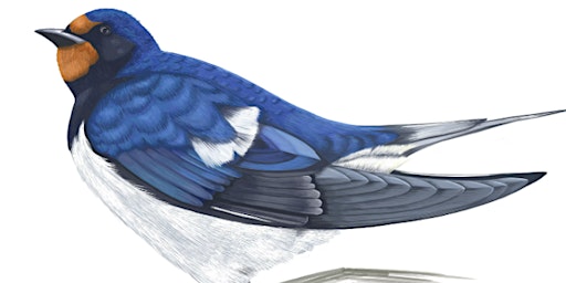 Imagen principal de Bird Survey 1