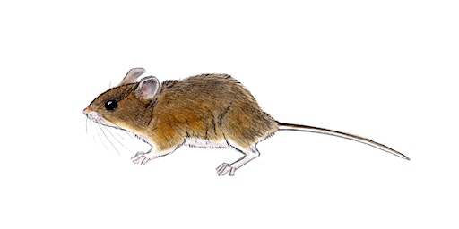 Image principale de Small Mammals Survey