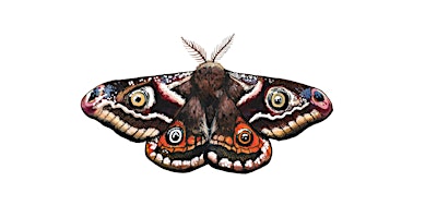 Image principale de Moth Trap Processing