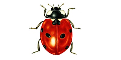 Imagen principal de Invertebrate Survey