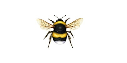 Primaire afbeelding van Bumblebee Survey
