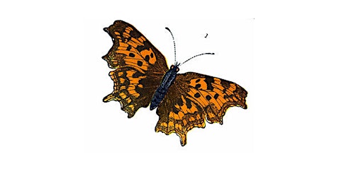 Imagem principal de Butterfly Survey 1