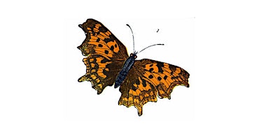 Primaire afbeelding van Butterfly Survey 2