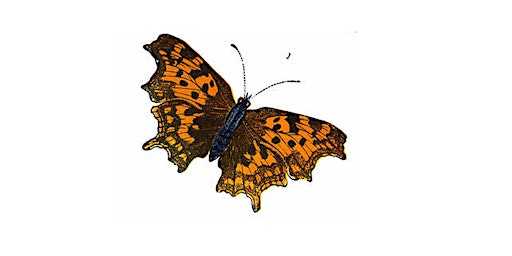 Image principale de Butterfly Survey 2