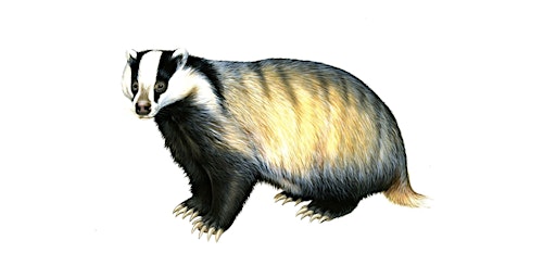 Imagem principal de Badger Tracks Walk