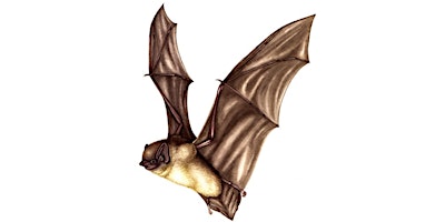 Primaire afbeelding van Bat Survey 1