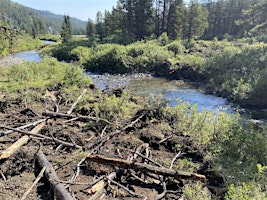 Imagem principal do evento ALBERTA Cabin Creek: Riparian Rehabilitation Volunteer Work Day 2024