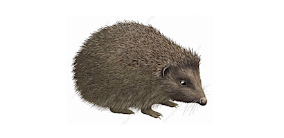 Hedgehog Tunnel Processing primary image