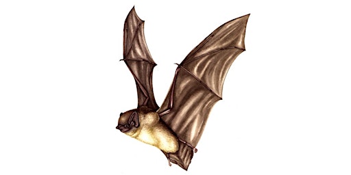 Hauptbild für Bat Survey 2
